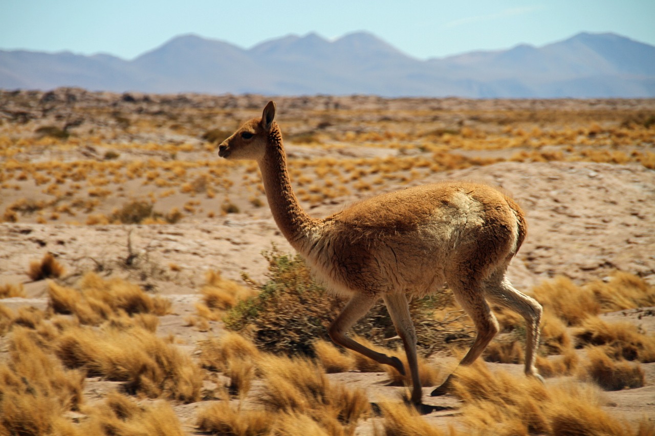 O Que Fazer No Deserto De Atacama Melhores Pontos Tur Sticos